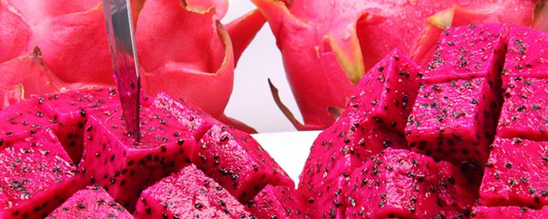 到底要怎样种火龙果籽才能顺利结果，在家种火龙果需要满足什么环境条件