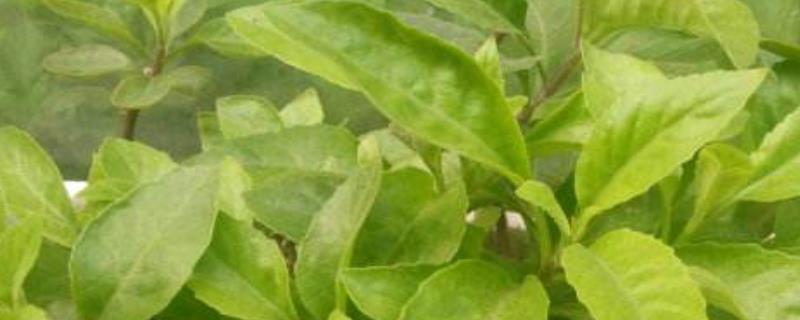 白子菜究竟能不能生吃，附带白子菜的具体食用方法有哪些