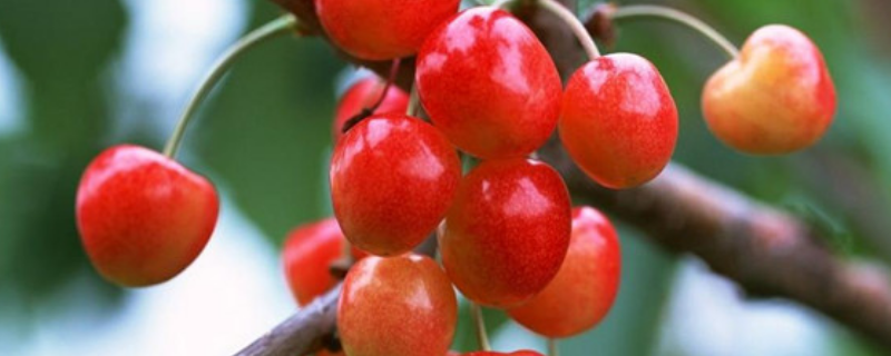大樱桃籽的详细种植方法有哪些，做好这几个关键点非常重要