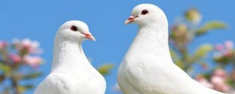 有哪些能够一元钱治疗鸽子嗉囊炎的方法，深入分析引起鸽子产生嗉囊炎的具体原因