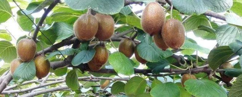 猕猴桃究竟有哪些常见的品种分类，具体的成熟时间究竟是什么时候