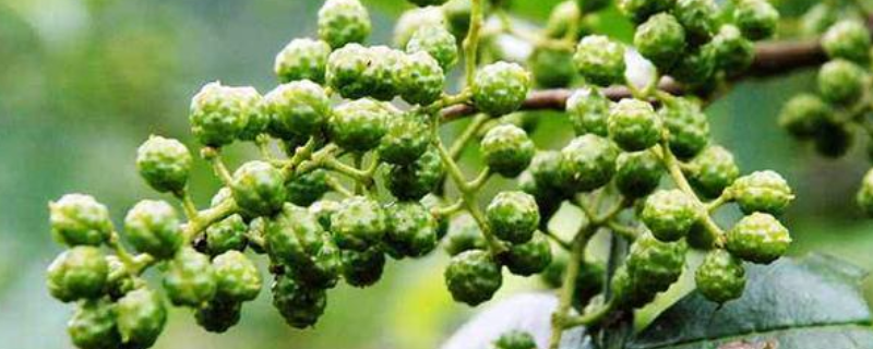 花椒籽用什么样的方法才能种成精美的小盆栽，花椒究竟有哪些具体的药用功效与作用