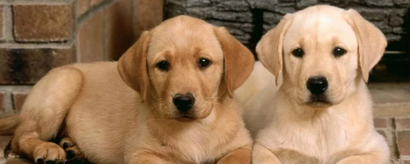 草狗和拉布拉多具体有哪些不同之处，拉布拉多犬究竟应该怎么养比较好
