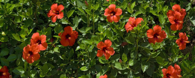 扶桑的详细种植技术有哪些，怎样有效处理掉花的花蕾脱落现象