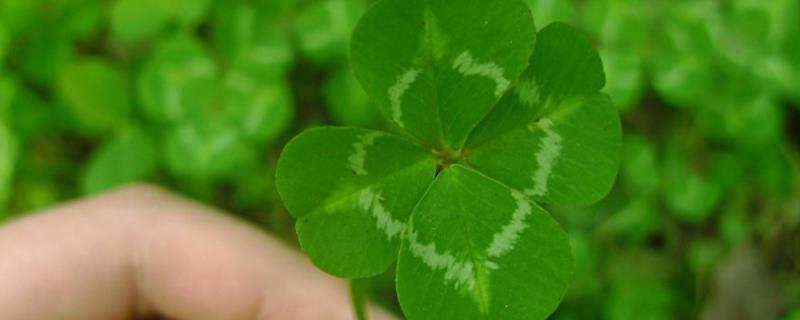 四叶草又被称为什么名称，这种植物一般生长在什么地方呢