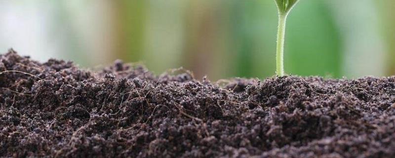 什么是有机肥料，该如何正确使用