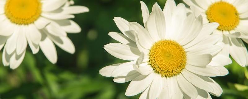 意大利的国花是不是雏菊呢，并附带盆栽技术方法