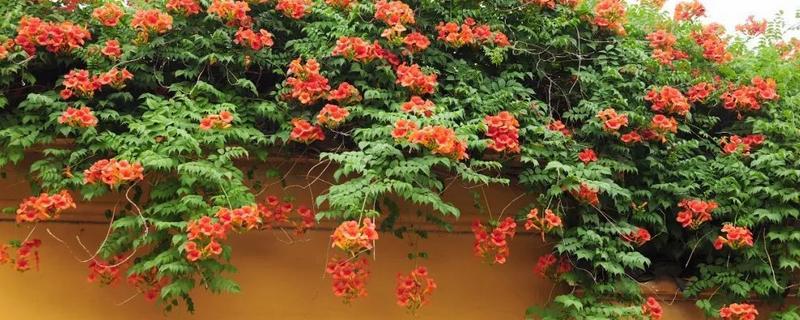 哪些品种的藤蔓植物适合种在庭院中，这些植物都具有什么特点