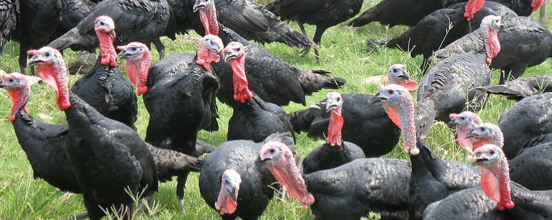 火鸡苗的养殖方法有哪些，日常管理具体包含哪些关键要点