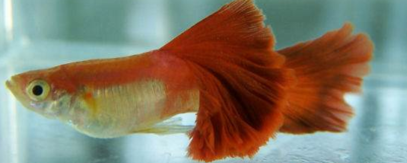 探究火炬鱼的养殖方法，有哪些重要要点