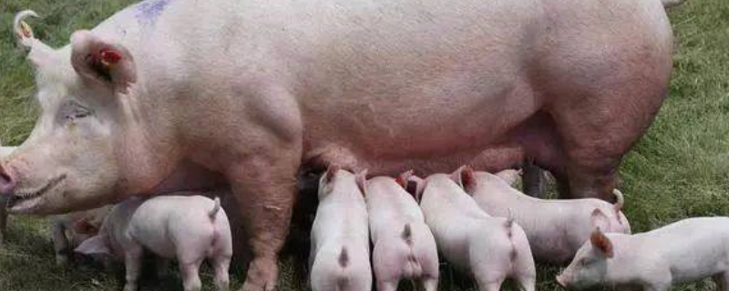 母猪断奶之后不发情有什么处理办法，导致不发情的主要原因是什么