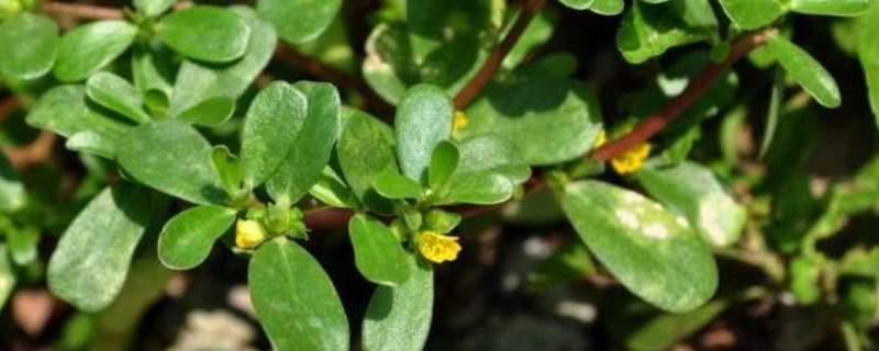 哪些除草剂可以专门杀灭马齿笕，附马齿笕除草剂的具体使用注意事项