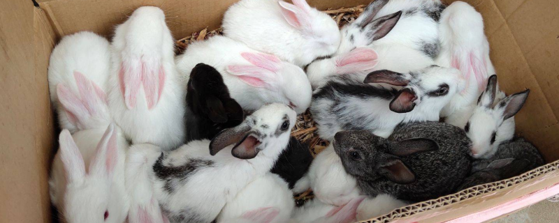 月月兔的具体养殖方式有哪些，能够正确抓捕月月兔的详细方法是什么