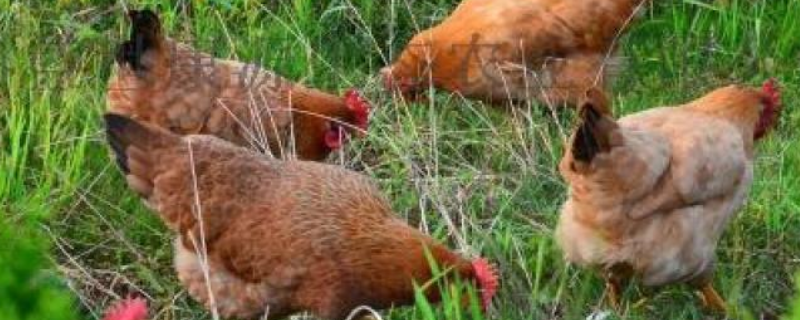 放养鸡的具体养殖方法有哪些，这种鸡肉具有什么样的营养价值
