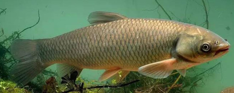 该如何治疗草鱼肝胆综合症，常见的发病症状有哪些呢