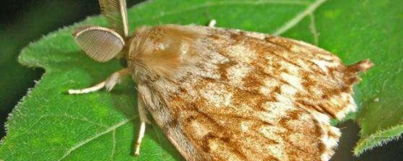 虫酰肼具体能防治哪些害虫，它的详细使用方法是什么