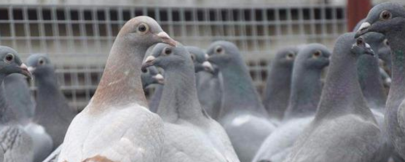 冬天具体应该怎样养好鸽子，一定要注意做好这几个关键要点