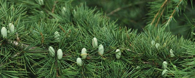 雪松究竟属于常绿植物还是落叶植物，它的生长环境以及具体的栽培价值有哪些