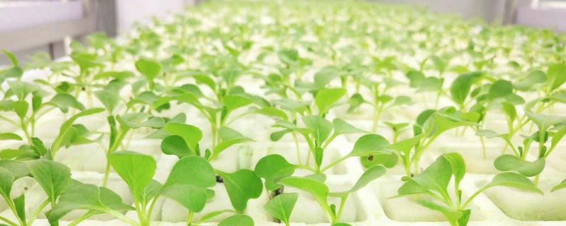应该如何科学种植水培蔬菜，水培蔬菜相比于土培具有什么优势呢