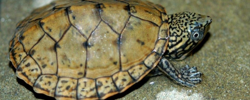 巨头龟的具体养殖方法有哪些，养殖过程中注意做好这几个要点