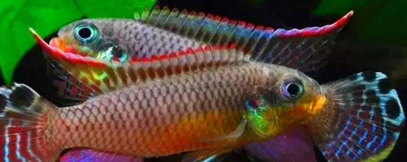究竟该怎么养凤凰鱼，附带说明它的体型特征和详细的养殖注意事项