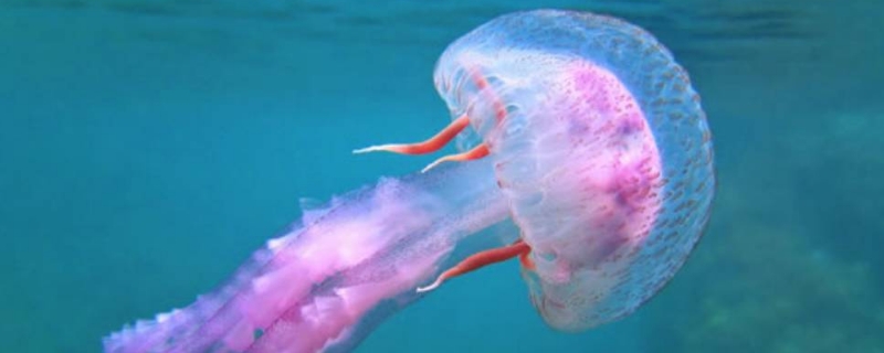 怎样养护淡水水母比较好，其具体的生活习性有哪些呢