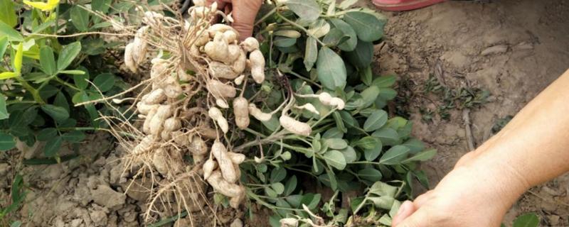 花生常用的农药种类具体有哪些，在喷施农药时需要掌握的几个核心要点