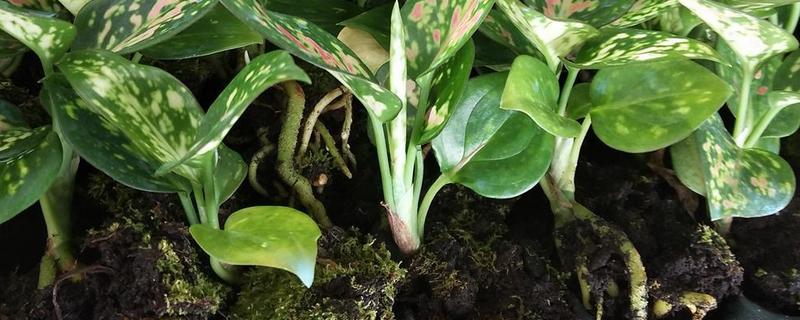 如意的过冬方式有哪些，如意皇后这种绿植该怎么进行养护