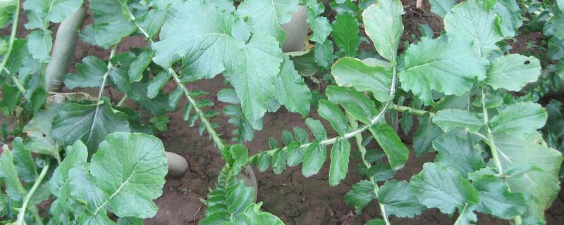 萝卜病虫害有哪些防治方法，具体分为农业防治以及物理防治和生物防治