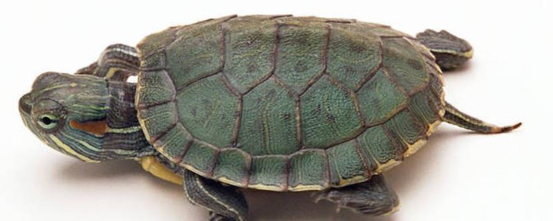 小乌龟究竟应该如何正确养殖，小乌龟在晒太阳的时候有哪些需要注意的地方