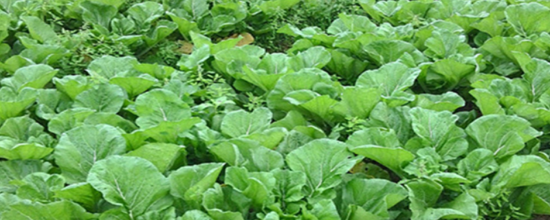 梅菜究竟是不是酸菜的一种，梅菜和酸菜之间具体有哪些不同之处