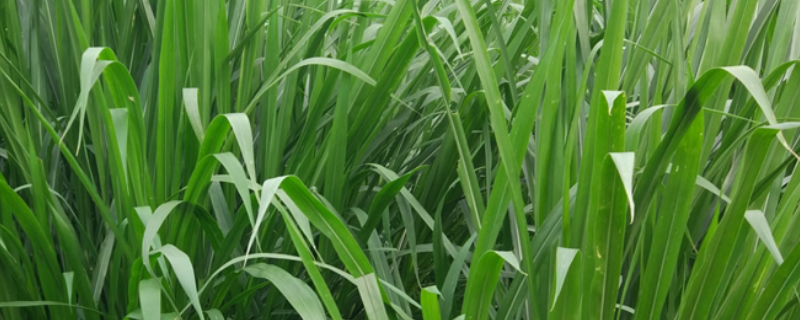 甜象草有哪些种植方法，它的育苗方法有哪些