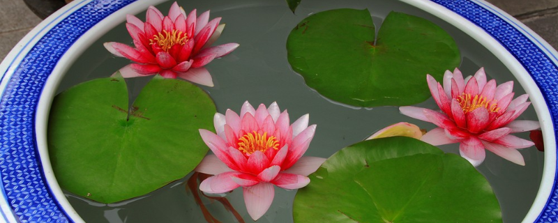 碗莲的种植注意事项有哪些，一定要注意如何防治病虫害