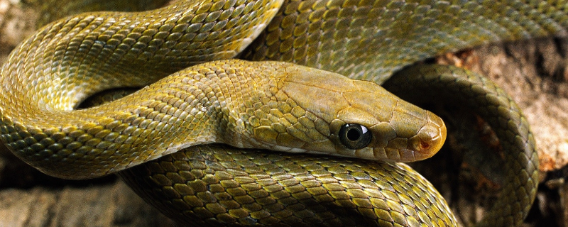 蛇类是如何度过寒冷冬天的，附带了解蛇这种动物的各种生活习性