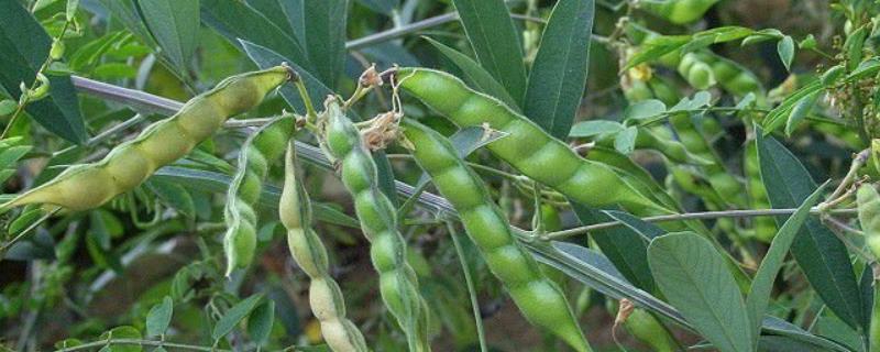 树豆具体长什么样子呢，它包含的主要价值究竟有哪些