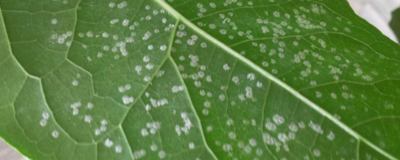 有效防治介壳虫的常用农药有哪些，针对不同时期和不同防治对象的用药方案亦不同