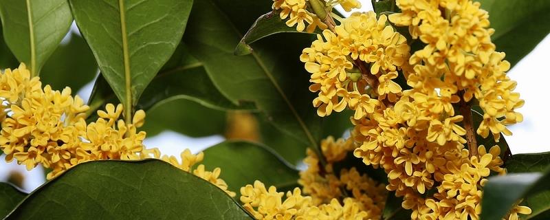 桂花安全越冬的详细技术，桂花茶对人体究竟有哪些保健作用