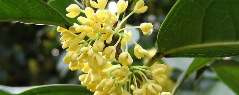 桂花究竟是落叶还是常绿植物，这种花卉具有哪些方面的实用价值