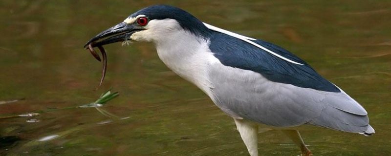 夜游鹤到底是不是国家级保护动物，这种被称为夜游鹤的鸟类具体长什么样子