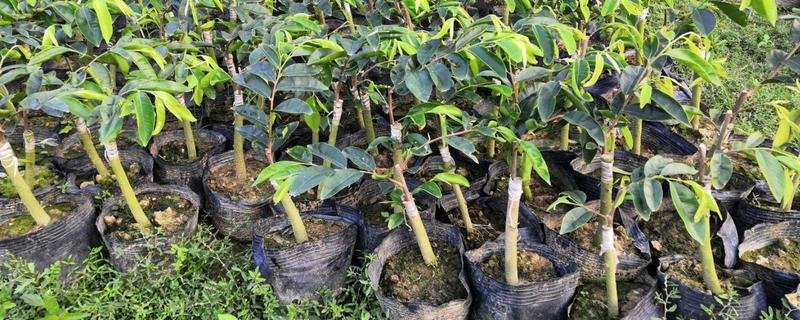 奇楠沉香具体的特点是什么，其品种树苗的市场价格大概是多少钱