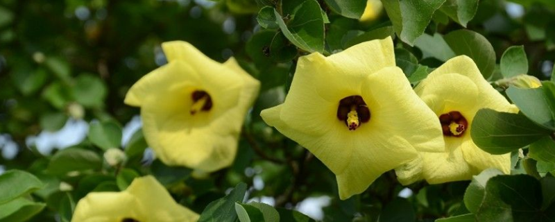 滨海木槿到底是落叶还是常绿植物，具体包含了哪些常用的繁殖方法