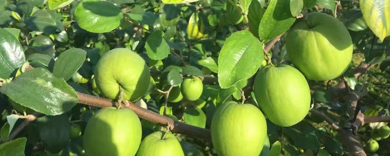 台湾大青枣苗的最新市场价格，附带其高产栽培技术要点细节