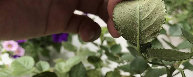 花木生虫子了有什么解决办法，乔木和灌木的具体区别是什么呢