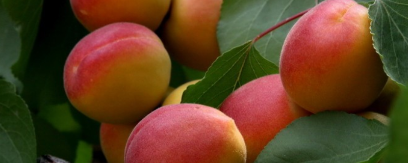 丰园红杏树苗的市场价格是多少，提高其栽植存活率的方法有哪些