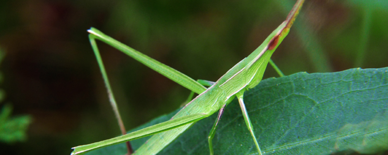 应当使用哪种农药来防治蚂蚱，其他的具体防治方法主要有哪些