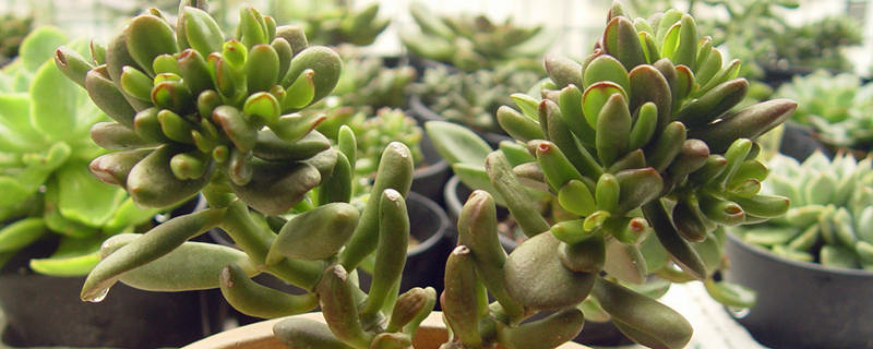 吸财树的繁殖方法有哪些，它的详细养护方法是什么