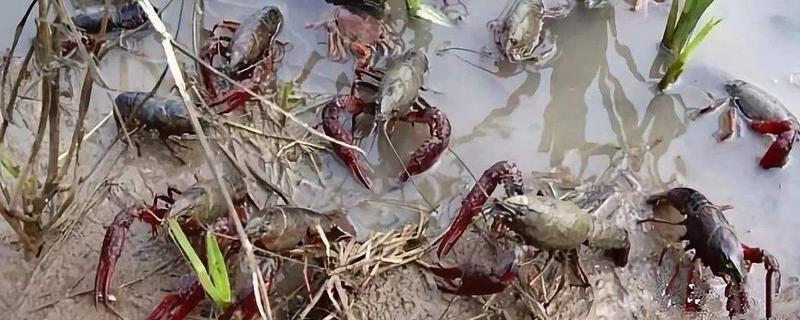 养殖龙虾应该如何防治病害，这些常见病害具体都有哪些发病症状