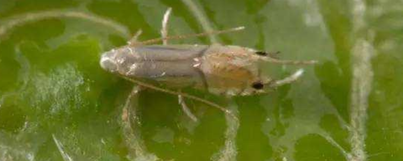 有哪些农药可以有效地防治潜叶蛾，这里附上它的物理防治具体方法