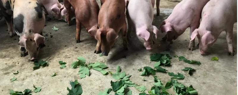 一亩地的构树叶究竟可以喂养多少头猪，用构树叶来养猪到底存在哪些方面的好处