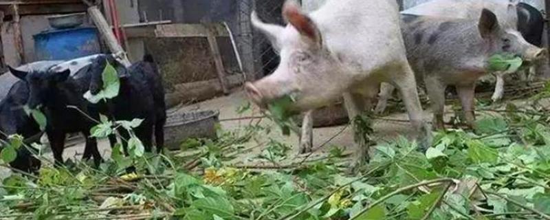 构树喂猪的比例究竟是多少，构树叶到底包含有什么样的营养物质